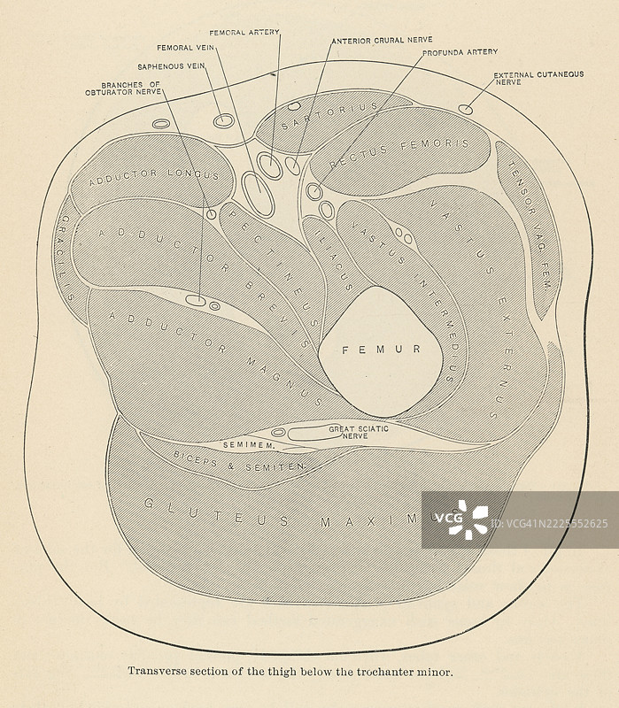 老式雕刻插图，显示小转子下方大腿的横截面图片素材
