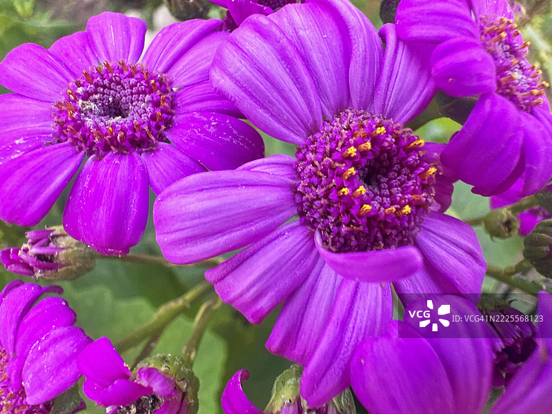 紫色花朵的生动特写，细致的花瓣和黄色的雄蕊图片素材