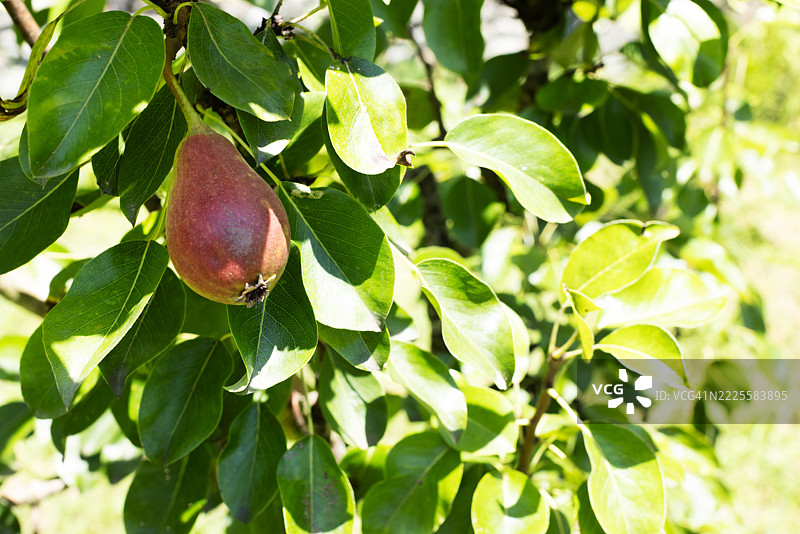梨子在树上生长图片素材