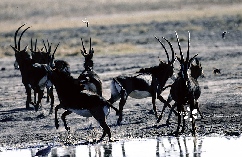 黑羚羊警觉状态图片素材