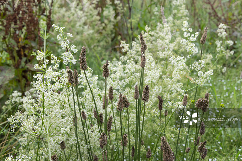 中夏季节开花的刺草（Galium Mollugo）和车前草（Plantago Lanceolata）图片素材