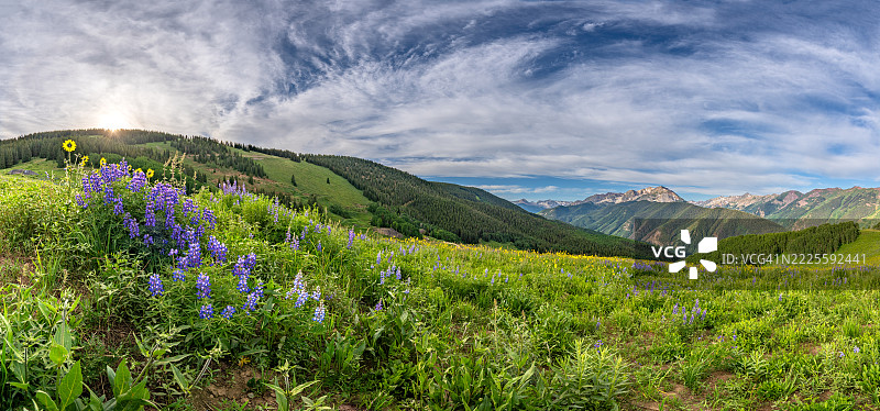 科罗拉多州中部阿斯彭雪堆村地区的落基山脉，清晨时分的阿斯彭山坡上的夏季野花图片素材
