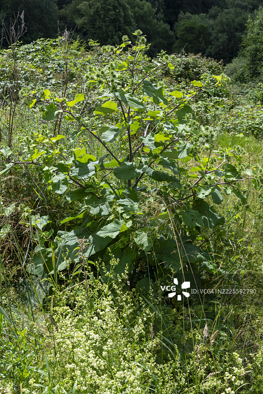 大牛蒡或称为大蓟在盛夏时的完全生长状态图片素材