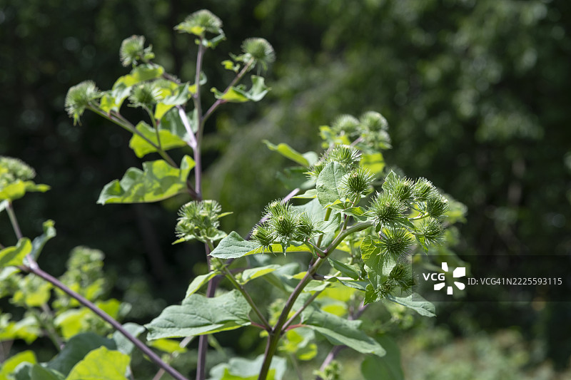 大牛蒡或称为大蓟在盛夏时的完全生长状态图片素材