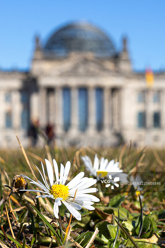 蒲公英花与背景中的国会大厦（德国联邦议院，位于德国首都柏林）图片素材