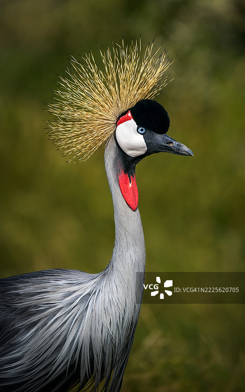 灰冠鹭肖像图片素材