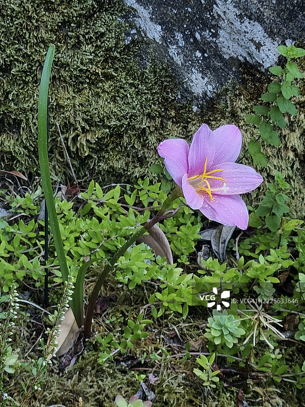 尼泊尔的大花粉雨百合（Zephyranthes minuta，前称Zephyranthes grandiflora），在联合国教科文组织生物圈保护区提奇诺瓦尔格兰德韦尔巴诺开花。图片素材