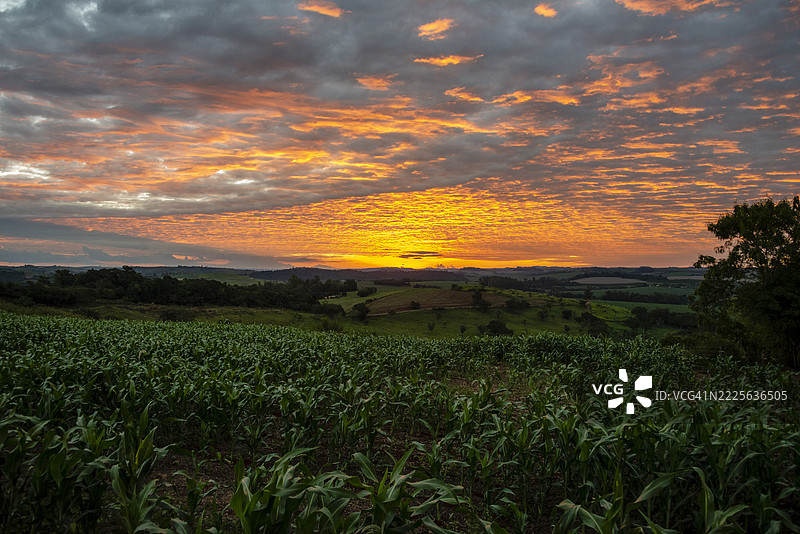 玉米种植图片素材