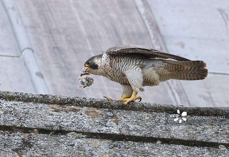 一只游隼（Falco peregrinus）刚刚捕获了一只家麻雀，准备喂给她在大教堂屋顶上的三个宝宝。图片素材