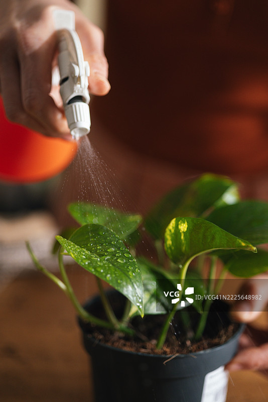 手部特写喷洒水分在绿色植物叶子上图片素材