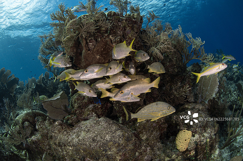 加勒比海的海洋生物图片素材