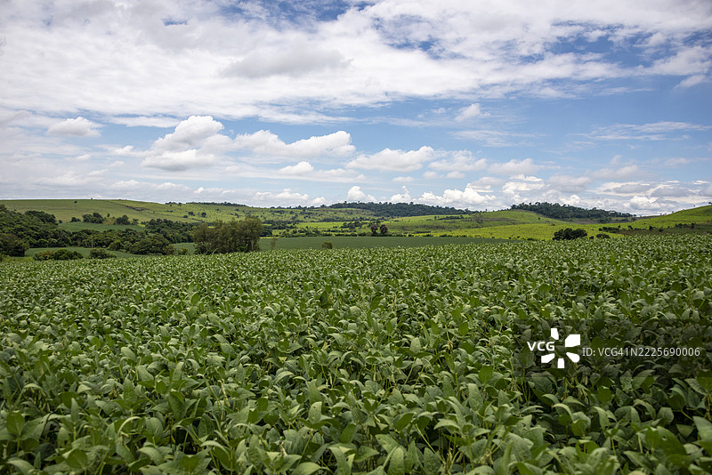大豆种植园图片素材