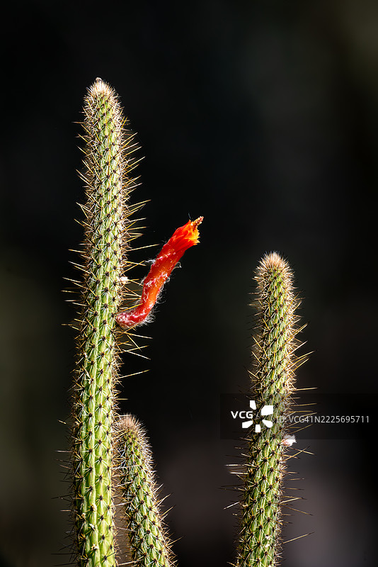 带刺的仙人掌，鲜艳的红色花蕾，受欢迎的装饰性室内植物图片素材