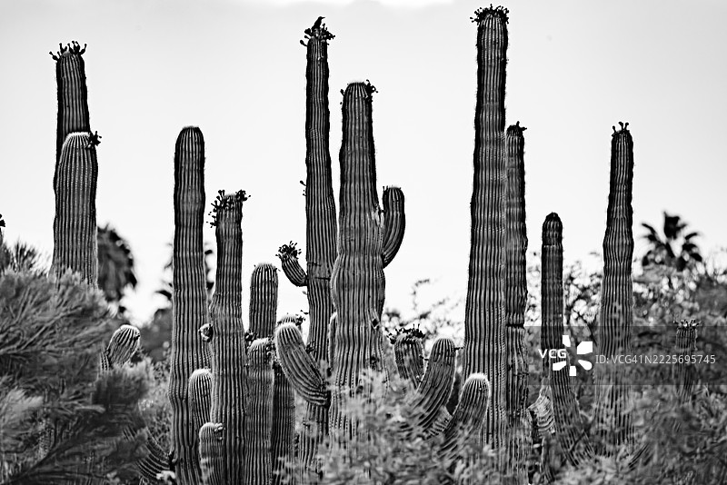 沙漠的可持续图标：适合墙面艺术的仙人掌剪影图片素材