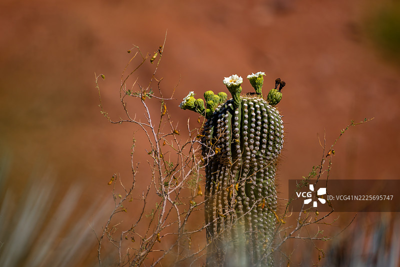 盛开的萨瓜罗仙人掌与蝴蝶图片素材