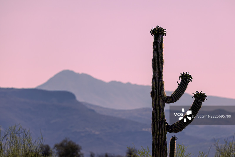 索诺兰沙漠黄昏时的仙人掌剪影图片素材