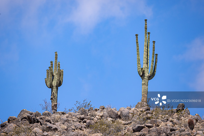凤凰城南山公园的岩石山脊上的巨型仙人掌图片素材