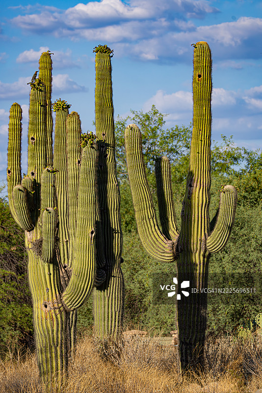 一群巨型仙人掌图片素材