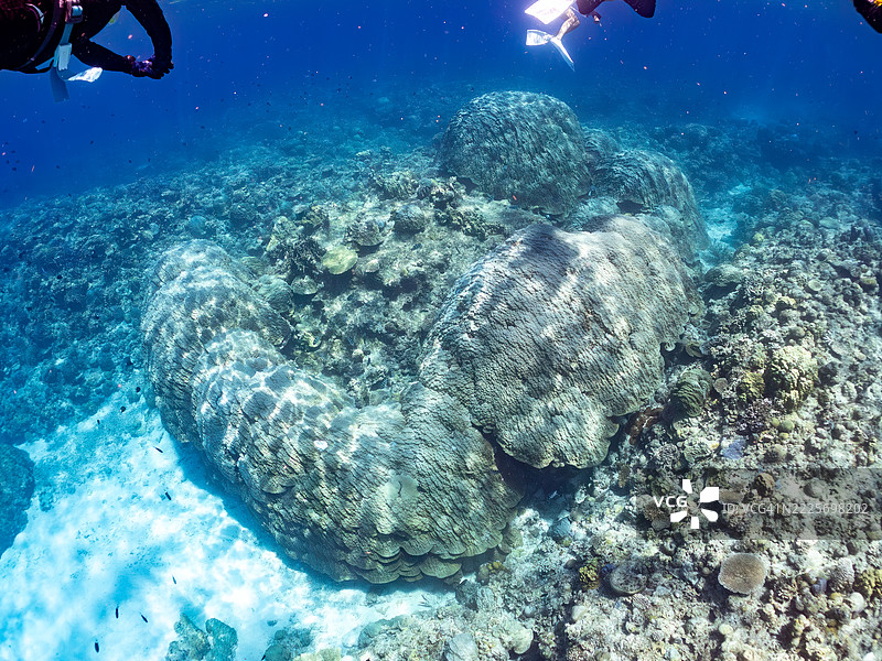 在庆良间群岛上最大的黄枝珊瑚（Porites Lutea）群落之一。一群热带鱼。美丽的珊瑚礁和游泳的人们。图片素材