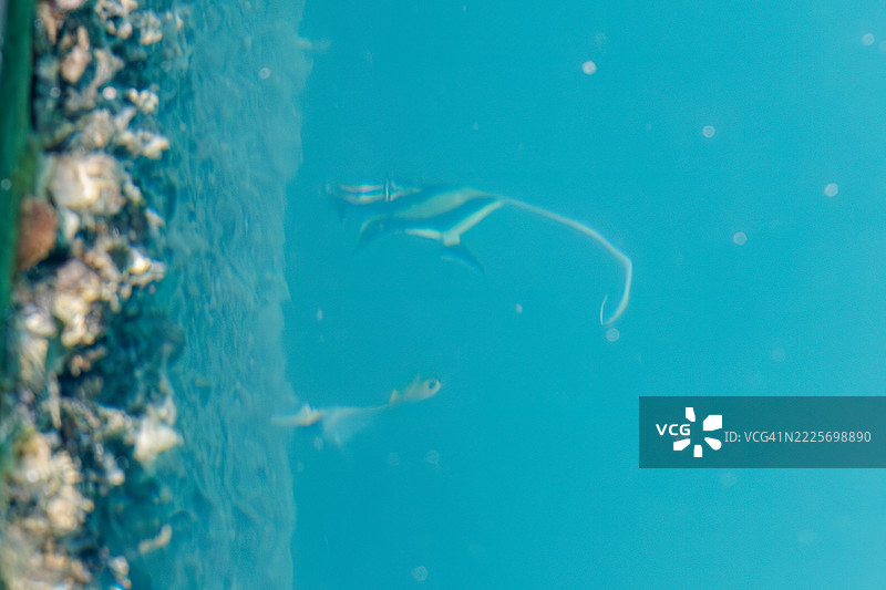 摩尔鱼，角鳍鱼，线鳍蝴蝶鱼，金带蝴蝶鱼，座间味港的风景。图片素材