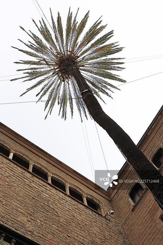 西班牙巴塞罗那阿尔迪亚卡之家庭院中的棕榈树图片素材