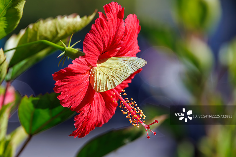 东方淡云黄蝶，Colias erate（蝶科）。鲜艳的芙蓉花在港口盛开。图片素材