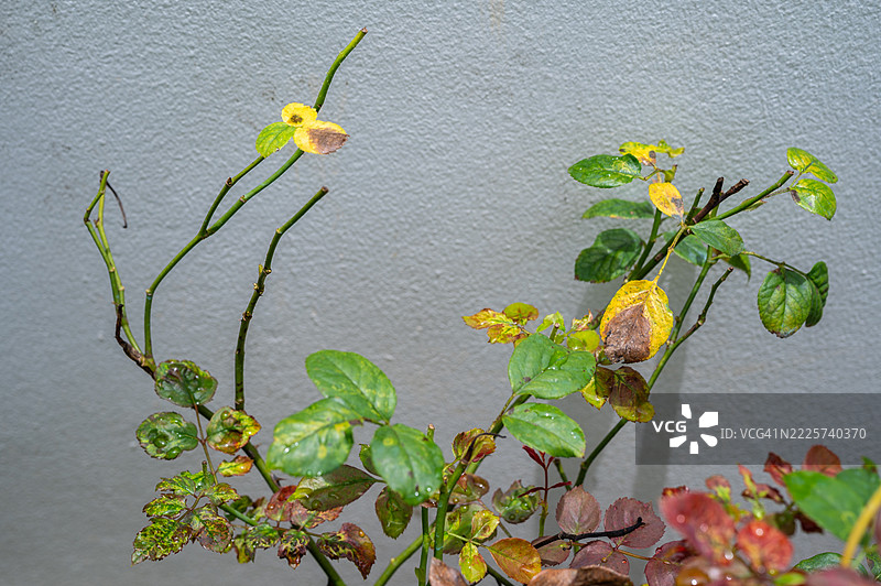 黄色玫瑰叶子上的黑斑。黑斑是一种影响玫瑰的真菌病（Diplocarpon rosae）。图片素材