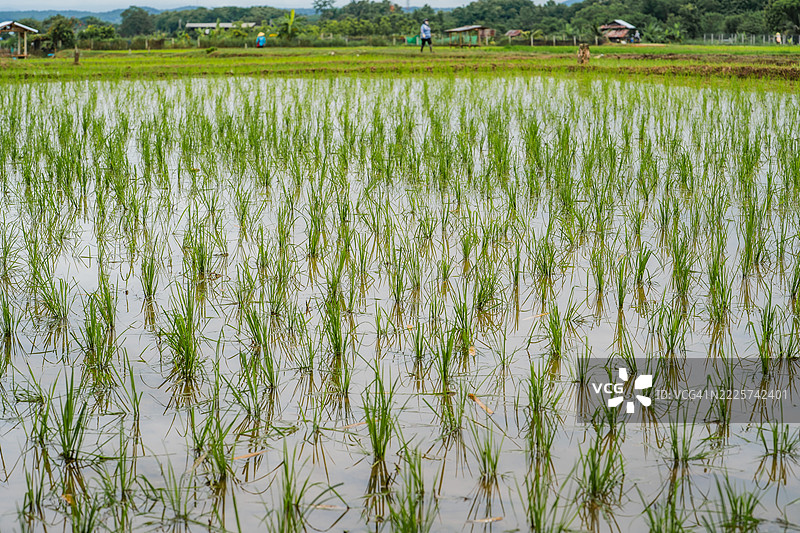 年轻稻苗从淹水的稻田中冒出，远处有农民和乡村小屋的特写视图。图片素材