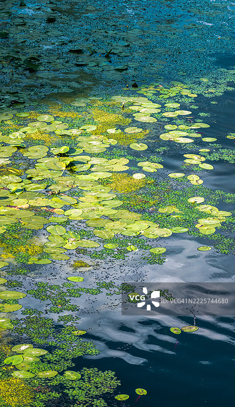 浮在污染水面上的浮萍和睡莲叶图片素材