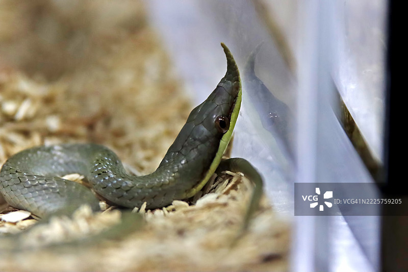 犀牛蛇。长长的绿色蛇，带有一个鼻子。图片素材