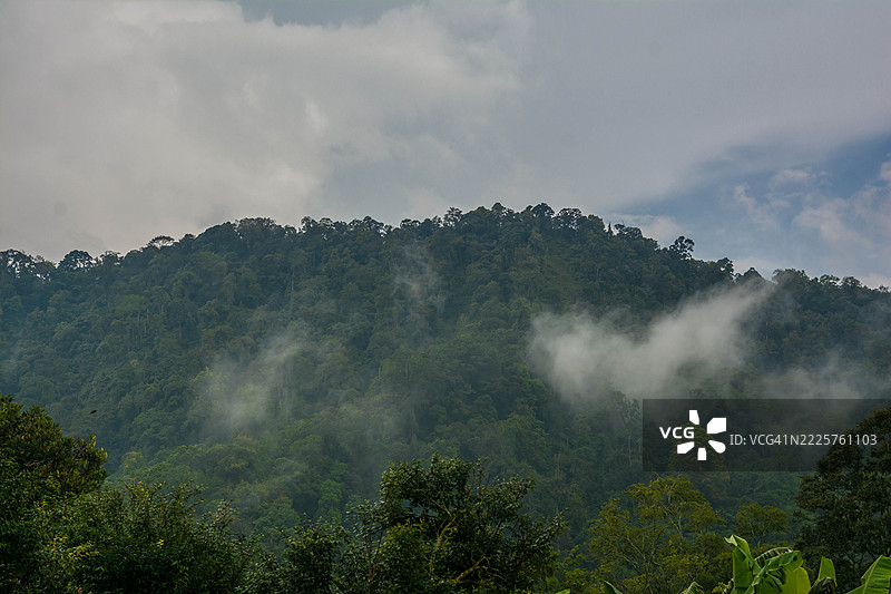 雨林中的雾气和薄雾图片素材