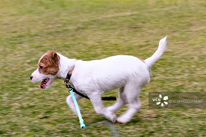 一只狗在田野上奔跑图片素材