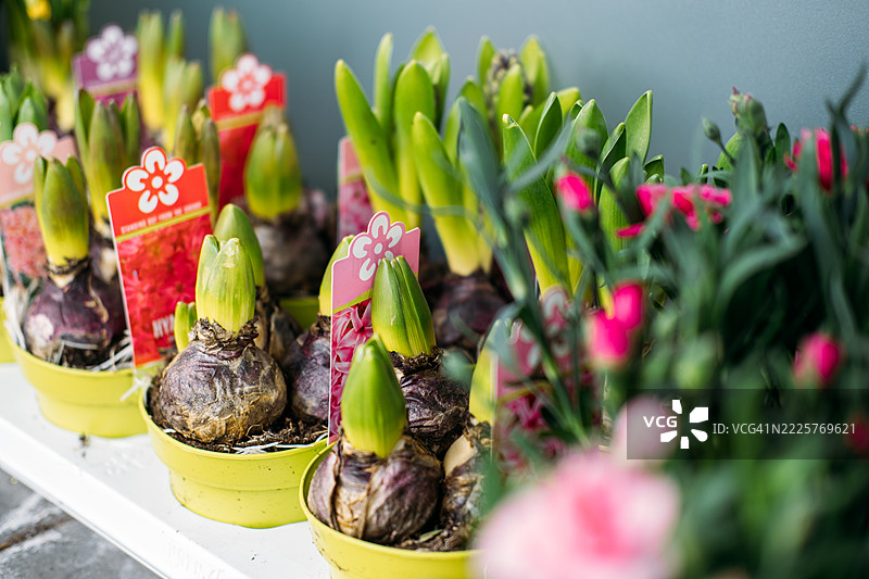 水仙球茎在标记的花盆中萌芽的特写，准备室内种植。热门话题包括植物球茎、家庭种植套件、小空间园艺和家庭可持续性。图片素材