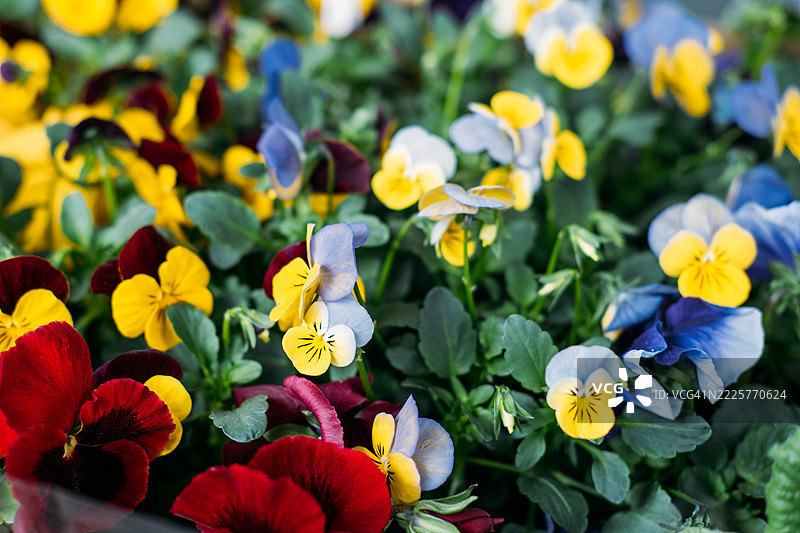 密集的紫罗兰簇，鲜艳的红色、黄色和蓝色与绿色叶子相映成趣。原生花卉，植物多样性，支持授粉者，生态景观设计。图片素材