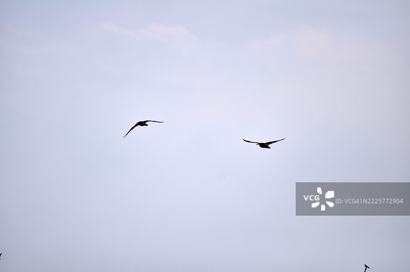 两只鸟优雅地在淡淡的阴云天空中滑翔。图片素材