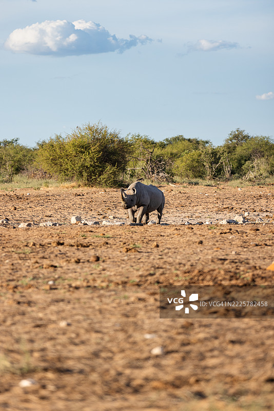 纳米比亚，沙漠，非洲，犀牛图片素材