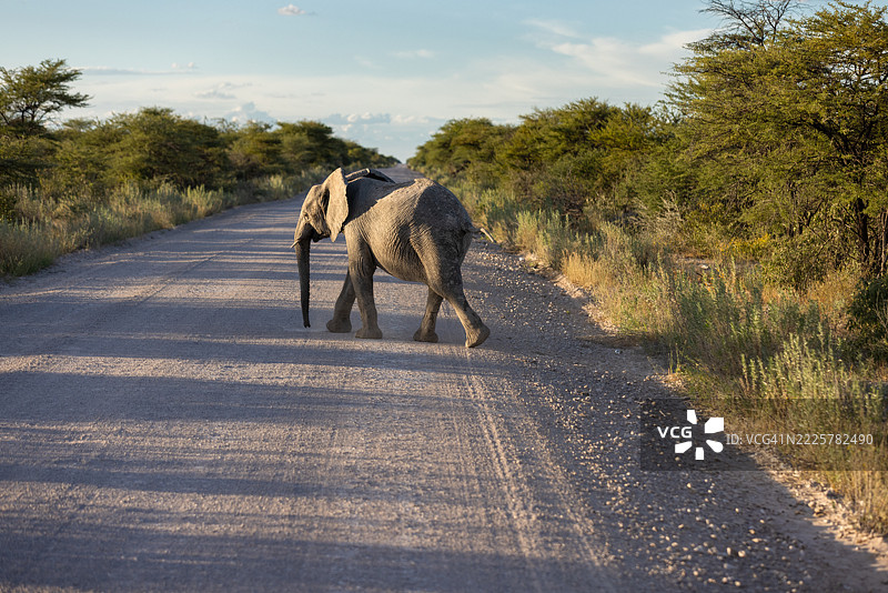 纳米比亚，沙漠，非洲，大象图片素材