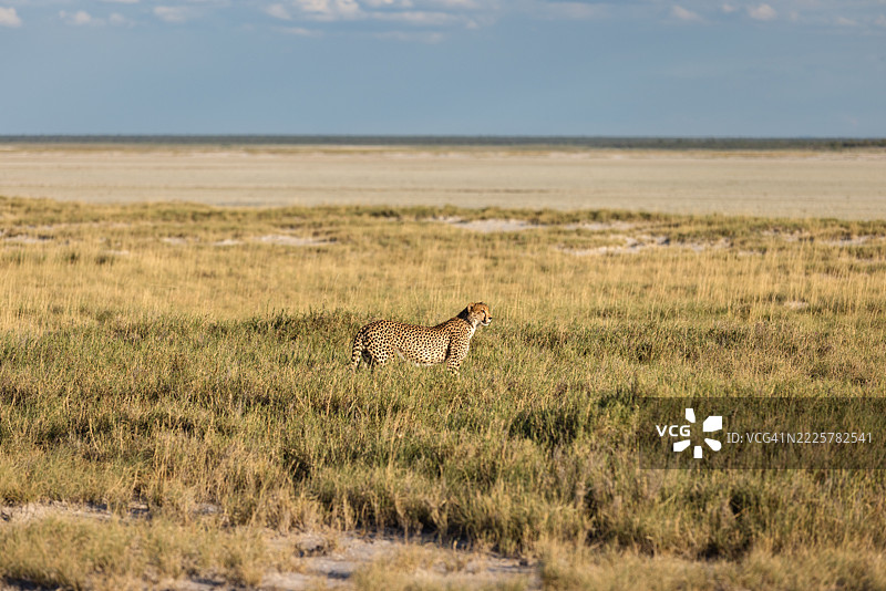 纳米比亚，沙漠，非洲，猎豹图片素材
