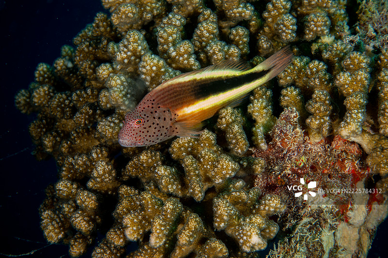 红海硬珊瑚礁图片素材