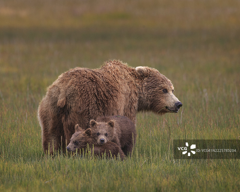 棕熊家庭图片素材