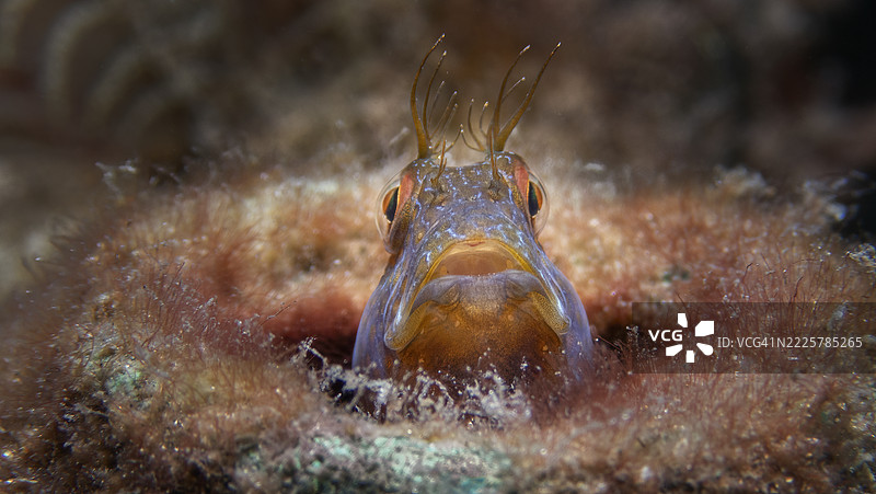 海藻鳗鱼图片素材