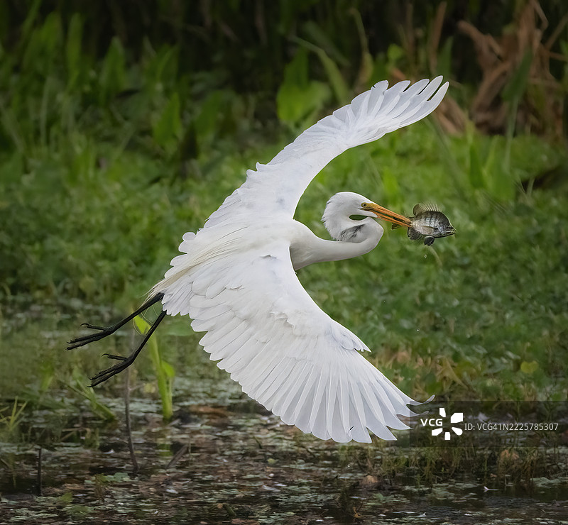 白鹭与鱼图片素材