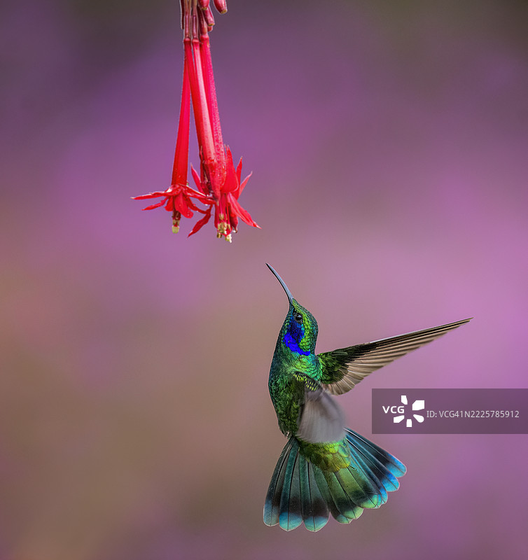 绿紫耳蜂鸟图片素材