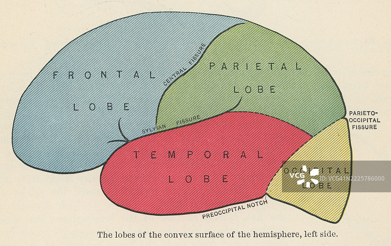 旧版雕刻插图显示了大脑半球凸面上的四个叶：额叶、顶叶、颞叶和枕叶（左侧）图片素材