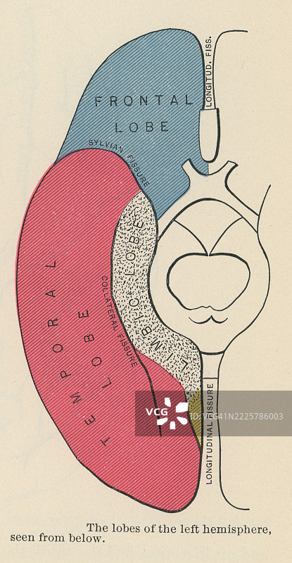 旧版雕刻插图显示了大脑半球的四个凸面叶，分别是额叶、顶叶、颞叶和枕叶（从下方观察）。图片素材