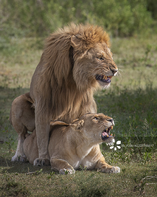 繁衍的狮子图片素材