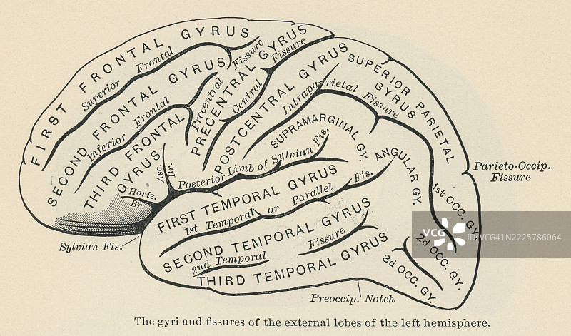旧版雕刻插图，展示左半球外叶的脑回和裂隙解剖结构图片素材