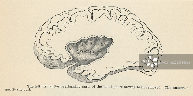 旧版雕刻插图的人体解剖 - 左侧岛叶，半球重叠部分已被去除图片素材