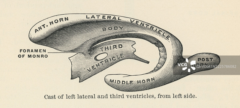 左侧视角的左侧脑室和第三脑室的老式雕刻插图图片素材
