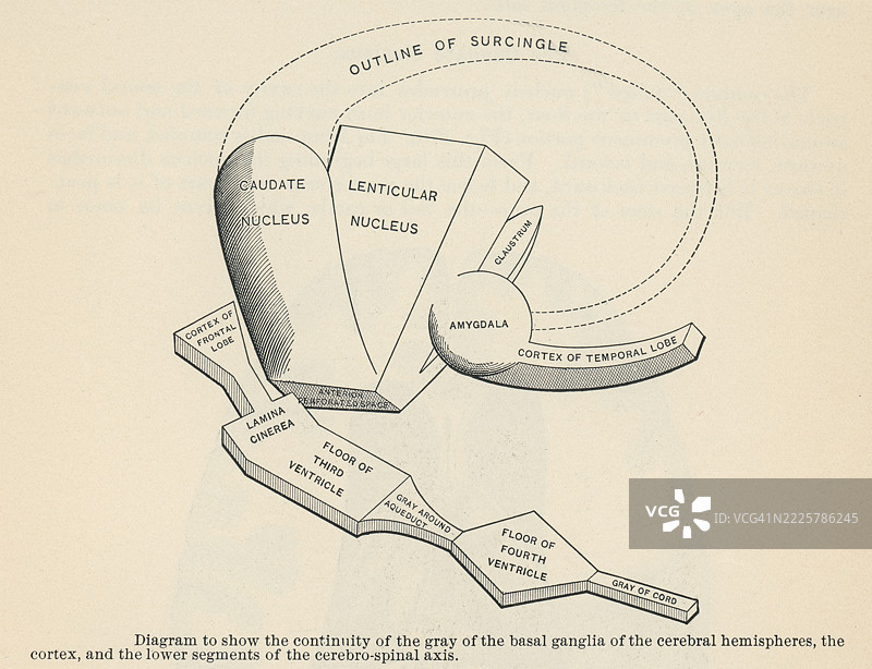 旧版雕刻插图的人体解剖 - 图示显示大脑半球基底神经节的灰质连续性、皮层和脊髓轴的下段图片素材